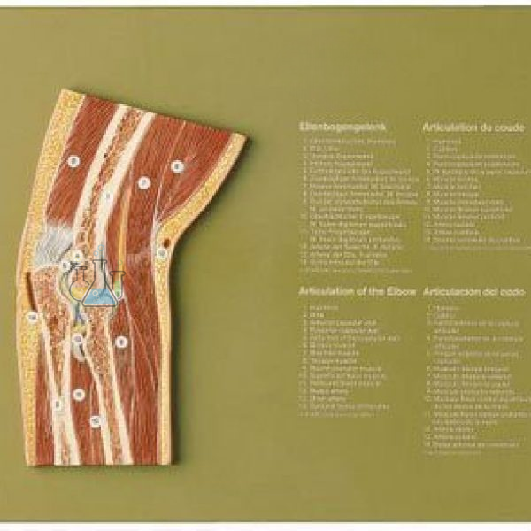 Joint Cut Elbow Model